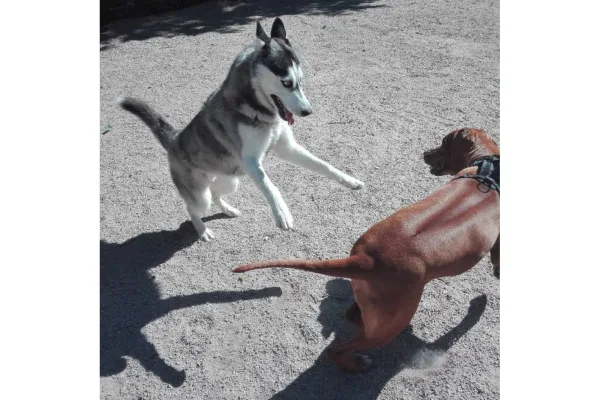 Kuva